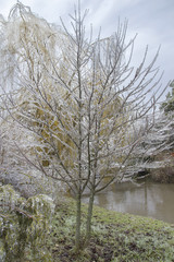 ice covered tree
