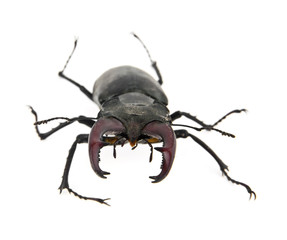 beetle