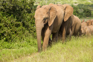 Fototapeta na wymiar Elephant family walking