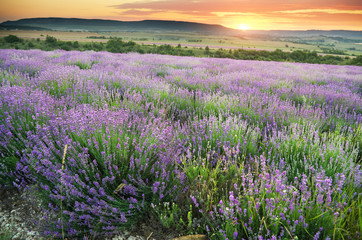 Fototapeta na wymiar Meadow of lavender.