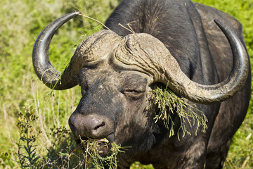 Large Buffalo eating