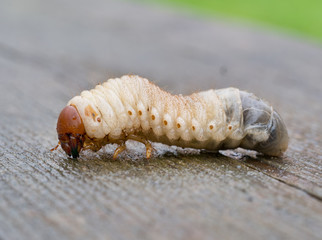 Larva of Rhinoceros beetle, Oryctes nasicornis. Huge maggot.