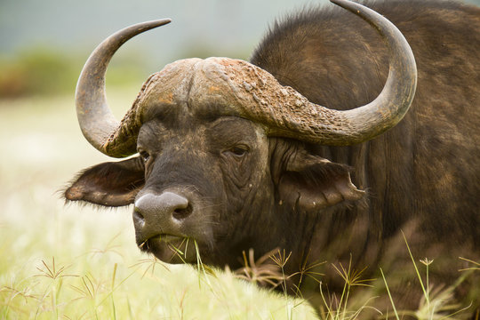 Buffalo stare