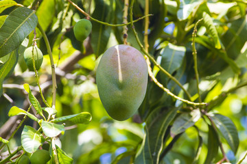 Green mango on tree in garden.