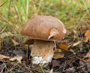 Penny bun mushroom 