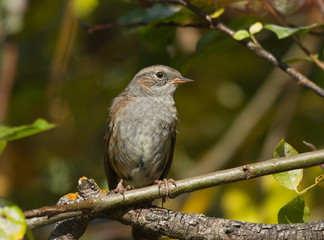 Dunnock on the branch
