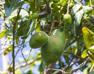 Green mango on tree in garden.