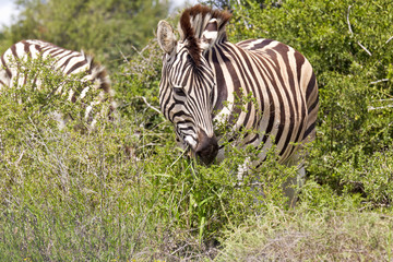 Fototapeta na wymiar Zebra eating leaves
