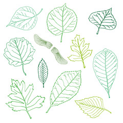 Hand-drawn leaves doodles set