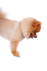Fototapeta na wymiar pomeranian dog brown hair