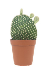 Cactus isolated on white