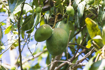 Green mango on tree in garden.
