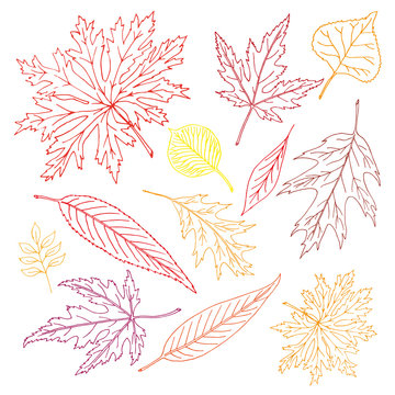 Hand-drawn leaves doodles set