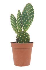 Cactus isolated on white