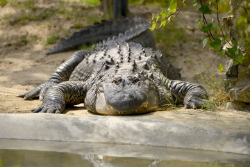 Crocodile