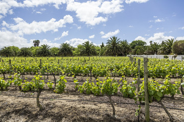 Fototapeta na wymiar Vineyards at sunset