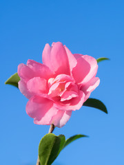 青空と山茶花