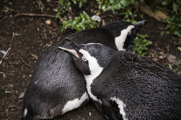 Penguins sleeping