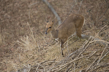 impala