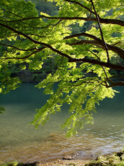 川の流れと新緑のもみじ