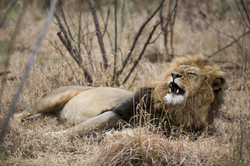 Lion