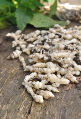 crosnes du Japon