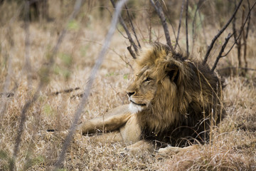 Lion