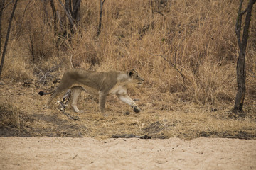 Female lion