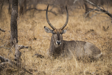 Waterbuck