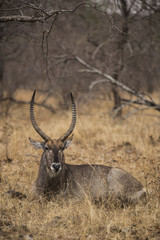 Waterbuck