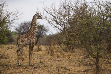 Giraffe in the bushes