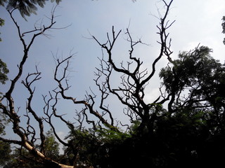 Branches