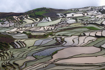 Terraced rice field in Yuanyang, Yunnan province, China