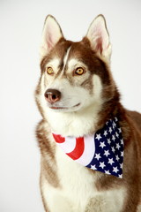 HUSKY AMERICA TALULLA