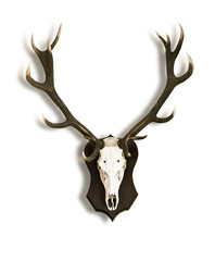 Kapitales Hirschgeweih