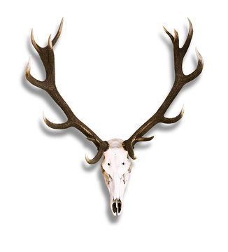 Kapitales Hirschgeweih