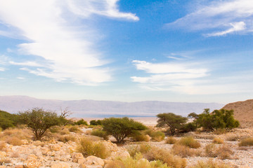 Trees near Dead sea.