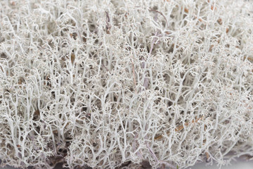 Reindeer lichen - Cladonia rangiferina