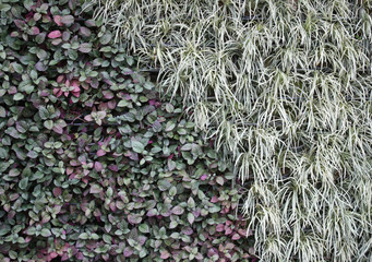 Vertical Garden with various tropical plants