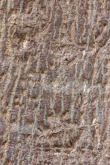 The surface of the bark