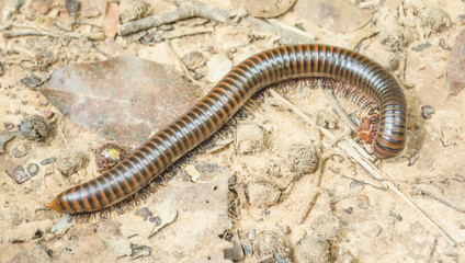 Millipede eating on ground