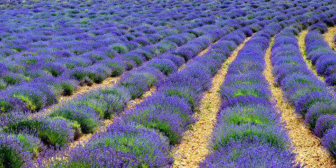 Lavender field © Oleg Znamenskiy