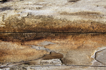 close up of dead tree texture.
