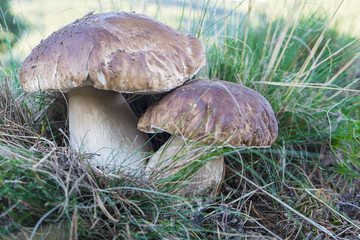 Boletus edulis en su hábitat natural listo para la recolecta
