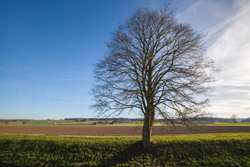 Obraz premium Bare tree on green meadow