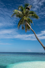 Palme, Strand und Meer