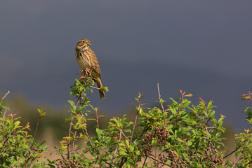 strillozzo (Emberiza calandra)