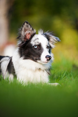 Border Collie