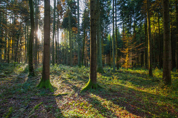 Sunlight passes the coniferous forest © jst83