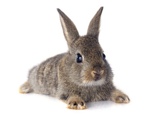 European rabbit